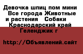 Девочка шпиц пом мини - Все города Животные и растения » Собаки   . Краснодарский край,Геленджик г.